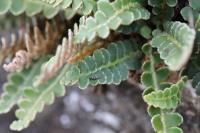 Asplenium ceterach