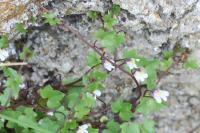 Cymbalaria muralis