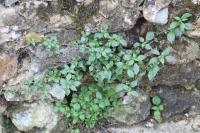 Parietaria judaica