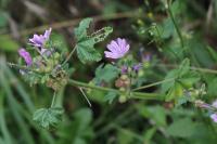 Malva sylvestris