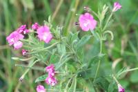 Epilobium hirsutum