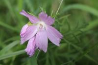 Malva moschata