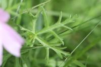 Malva moschata