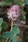 Trifolium fragiferum