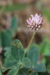 Trifolium fragiferum