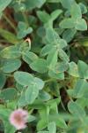 Trifolium fragiferum