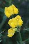 Lathyrus pratensis