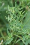 Lathyrus pratensis