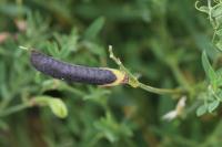 Lathyrus pratensis