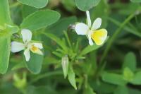 Viola arvensis