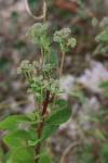 Hylotelephium telephium