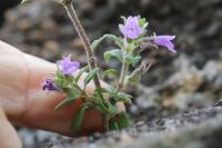 Ziziphora acinos