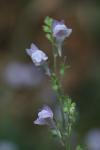 Linaria repens