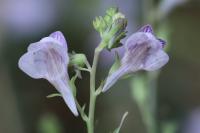 Linaria repens