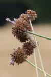 Allium vineale