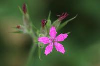 Dianthus armeria