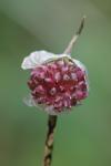 Allium vineale