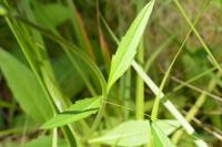 Succisa pratensis