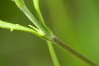 Succisa pratensis
