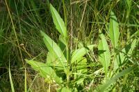 Succisa pratensis