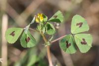 Medicago arabica