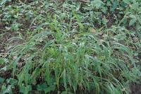 Brachypodium sylvaticum