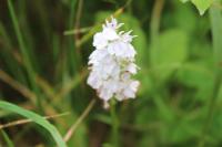 Dactylorhiza