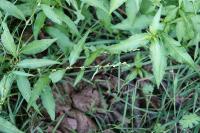 Persicaria hydropiper