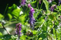 Vicia cracca