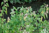Althaea officinalis