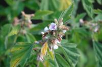 Althaea officinalis
