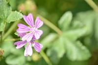 Malva sylvestris