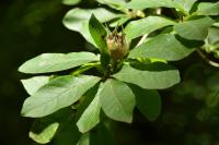 Crataegus germanica