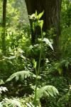 Cirsium oleraceum