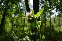 Cirsium oleraceum