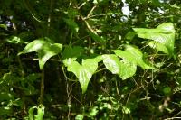 Dioscorea communis