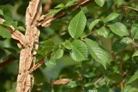 Ulmus minor