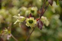 Silene baccifera