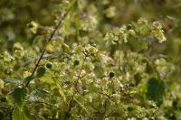 Silene baccifera