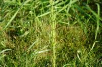 Equisetum palustre
