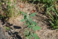 Chenopodium album