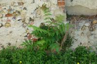 Ailanthus altissima