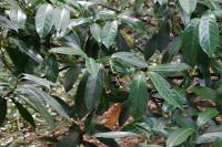 Prunus laurocerasus