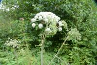 Angelica sylvestris