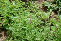 Fumaria officinalis