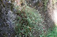 Erigeron karvinskianus