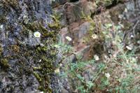 Erigeron karvinskianus