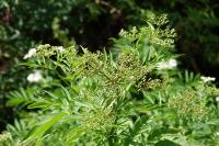 Sambucus ebulus