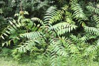 Ailanthus altissima