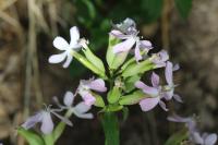 Saponaria officinalis